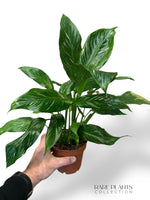 Spathiphyllum Diamond