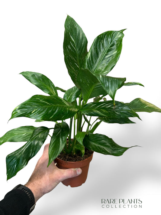 Spathiphyllum Diamond
