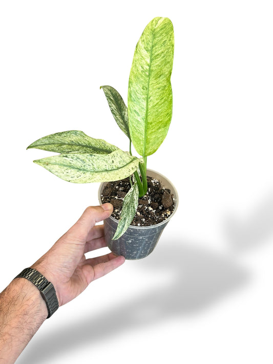 Epipremnum Giganteum Variegata