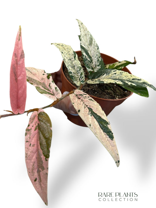 Ficus Sagittata Variegata