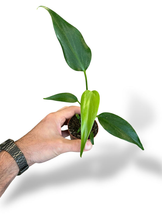 Monstera Burle Marx Flame (baby)