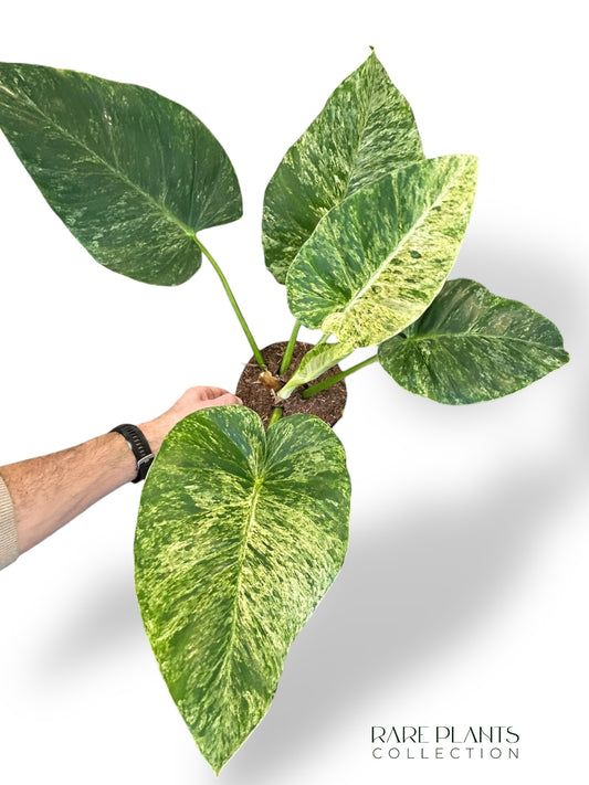 Philodendron Giganteum Blizzard