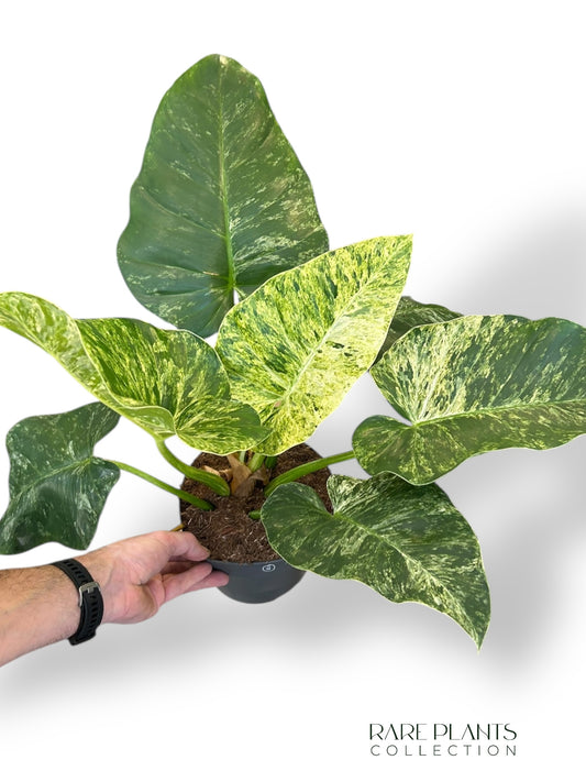 Philodendron Giganteum Blizzard