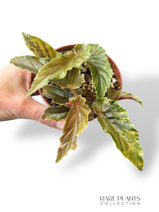 Bégonia Ginny Galaxy Variegata