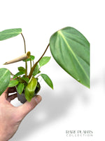 Philodendron Gloriosum Dark Form