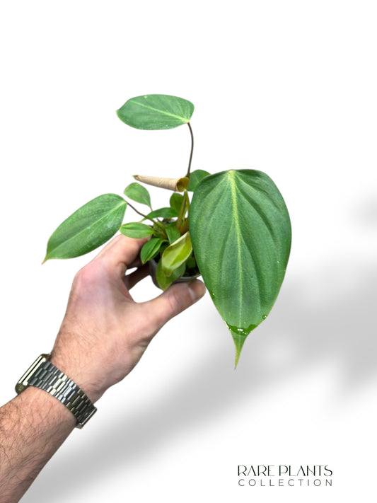 Philodendron Gloriosum Dark Form