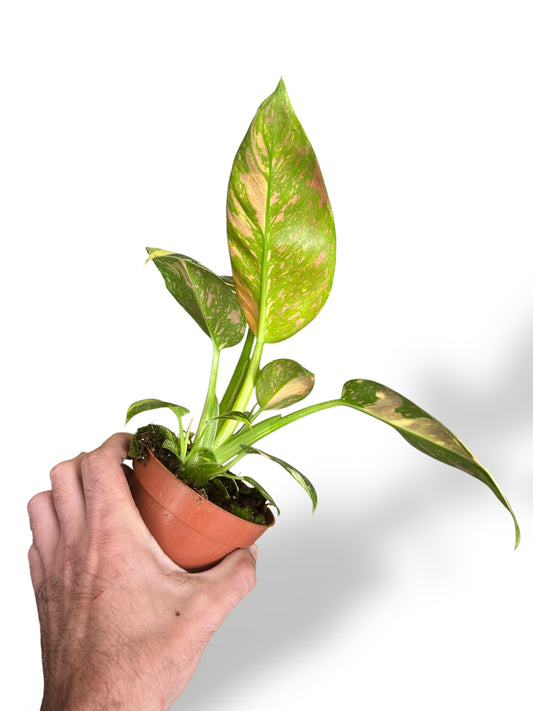 Philodendron Green Congo Marble Variegata