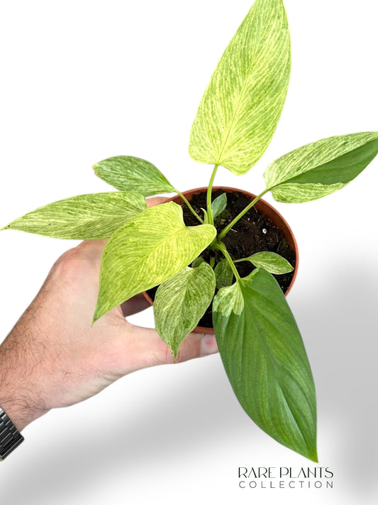 Homalomena Cream Frost