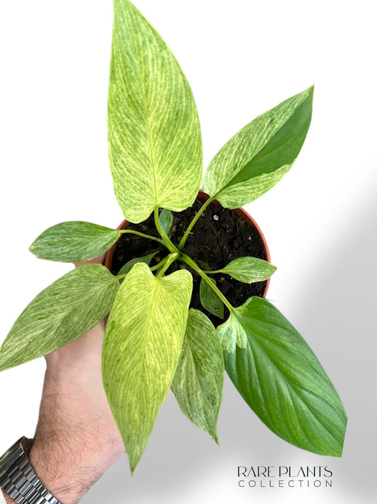 Homalomena Cream Frost