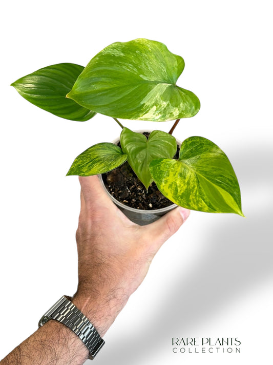 Homalomena Rubescens Variegata