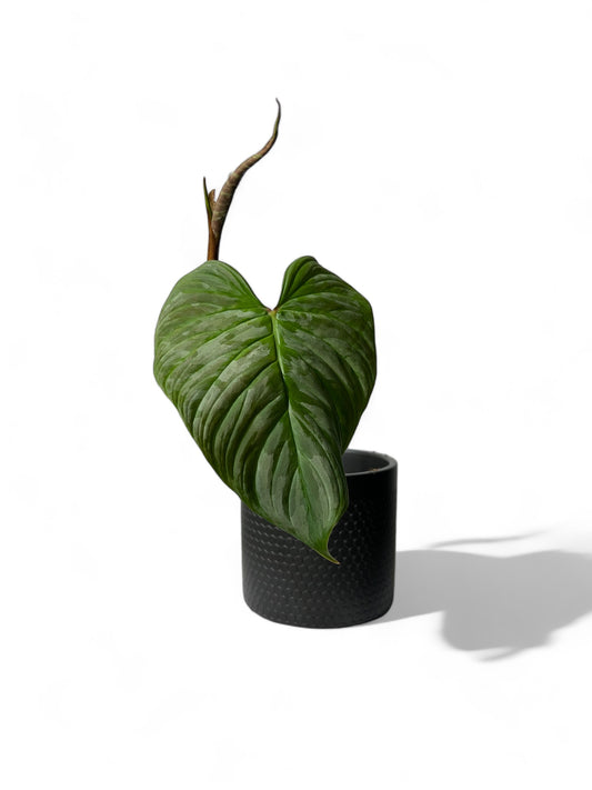 Philodendron majestic Bouture