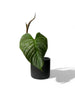 Philodendron majestic Bouture