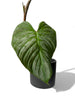 Philodendron majestic Bouture