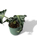 Alocasia loco