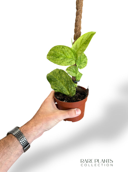 Rhaphidophora Korthalsii Marble Aurea