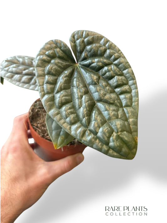 Anthurium Luxurians M