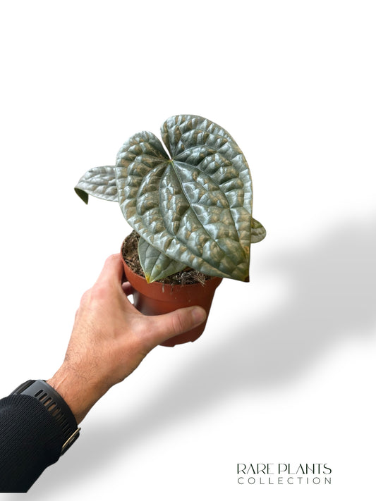 Anthurium Luxurians M