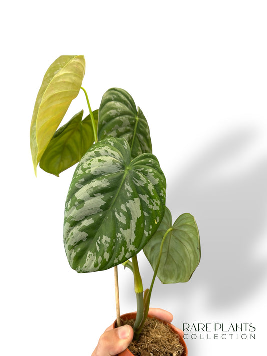 Philodendron McDowell x Brandtianum