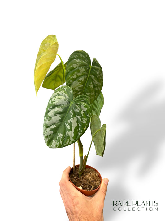 Philodendron McDowell x Brandtianum