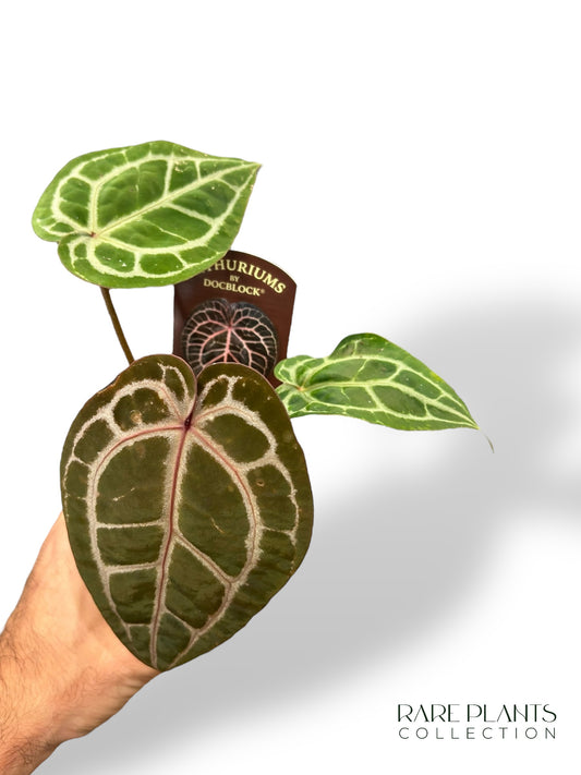 Anthurium Michelle von DocBlock ®