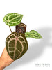 Anthurium Michelle by DocBlock ®