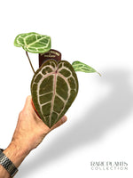Anthurium Michelle by DocBlock ®