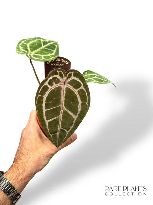 Anthurium Michelle von DocBlock ®