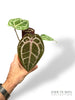 Anthurium Michelle by DocBlock ®