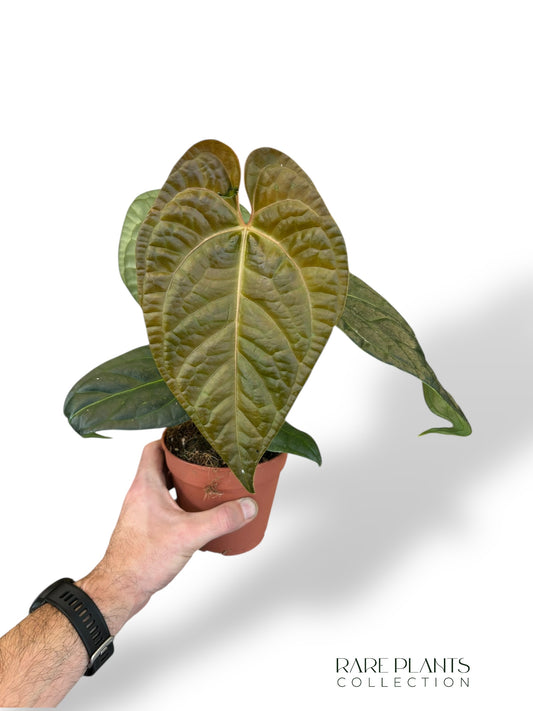 Anthurium Papillilaminum Hybrids - different forms