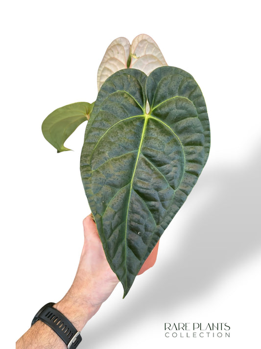 Anthurium Papillilaminum Hybrids - different forms