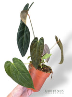 Anthurium Papillilaminum Hybrids - different forms