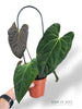 Anthurium Papillilaminum Hybrids - different forms