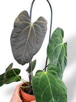 Anthurium Papillilaminum Hybrids - different forms