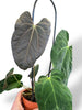 Anthurium Papillilaminum Hybrids - different forms