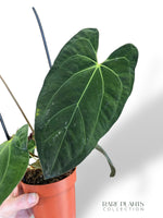 Anthurium Papillilaminum Hybrids - different forms