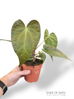 Anthurium Papillilaminum Hybrids - different forms