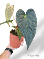 Anthurium Papillilaminum Hybrids - different forms