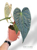 Anthurium Papillilaminum Hybrids - different forms