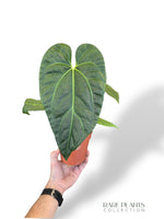 Anthurium Papillilaminum Hybrids - different forms