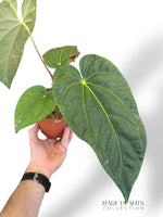 Anthurium Papillilaminum Hybrids - different forms