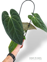 Anthurium Papillilaminum Hybrids - different forms