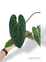 Anthurium Papillilaminum Hybrids - different forms