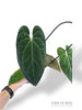 Anthurium Papillilaminum Hybrids - different forms