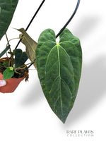 Anthurium Papillilaminum Hybrids - different forms