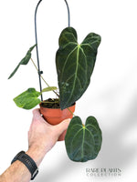 Anthurium Papillilaminum Hybrids - different forms