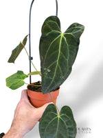 Anthurium Papillilaminum Hybrids - different forms