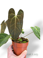 Anthurium Papillilaminum Hybrids - different forms