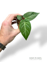 Piper Albert Smithii