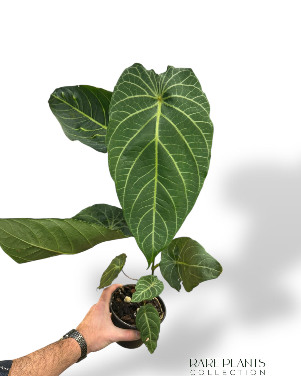 philodendron smithii Piper Albert Smithii L | Buy online