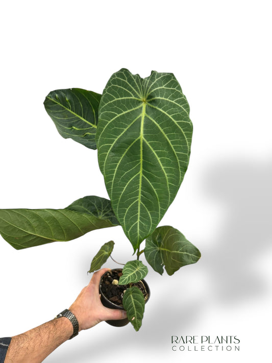 Piper Albert Smithii